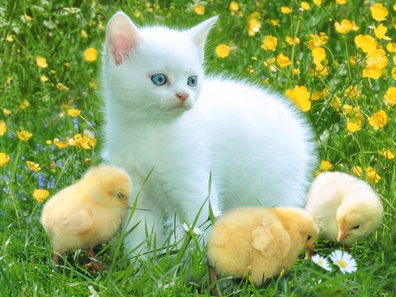 En Tatlı Kedi Resimleri Orjinal Sözler En Güzel Sözler