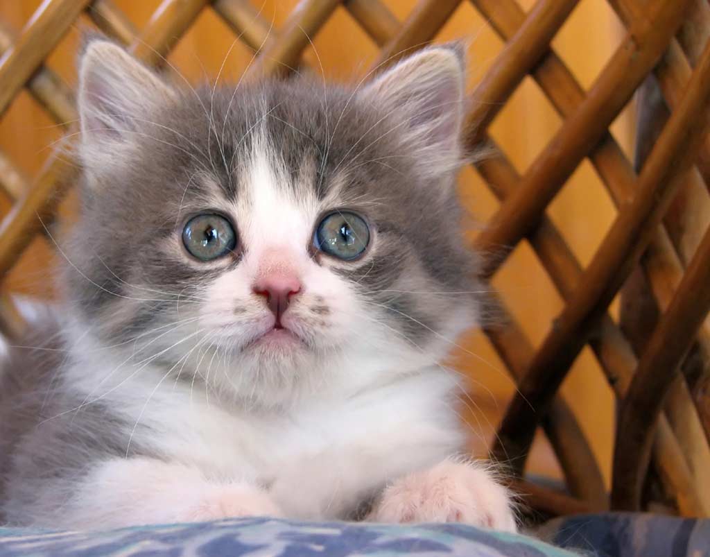 En Tatlı Kedi Resimleri Orjinal Sözler En Güzel Sözler