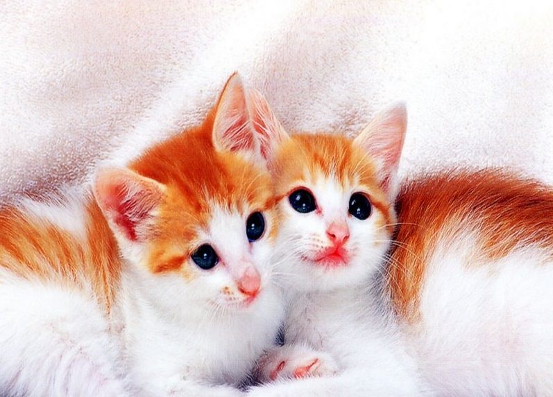 En Tatlı Kedi Resimleri Güzel Sözler