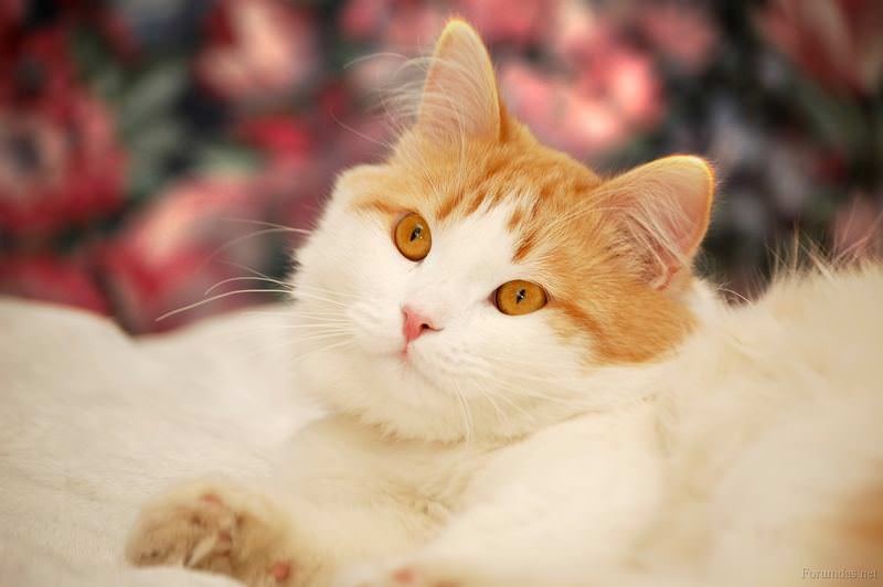 En Tatlı Kedi Resimleri Güzel Sözler