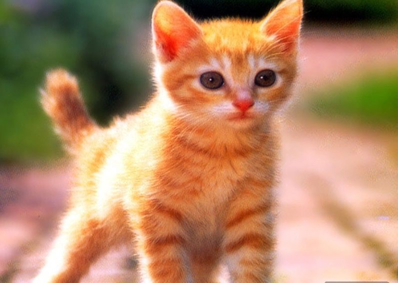 En Tatlı Kedi Resimleri Güzel Sözler
