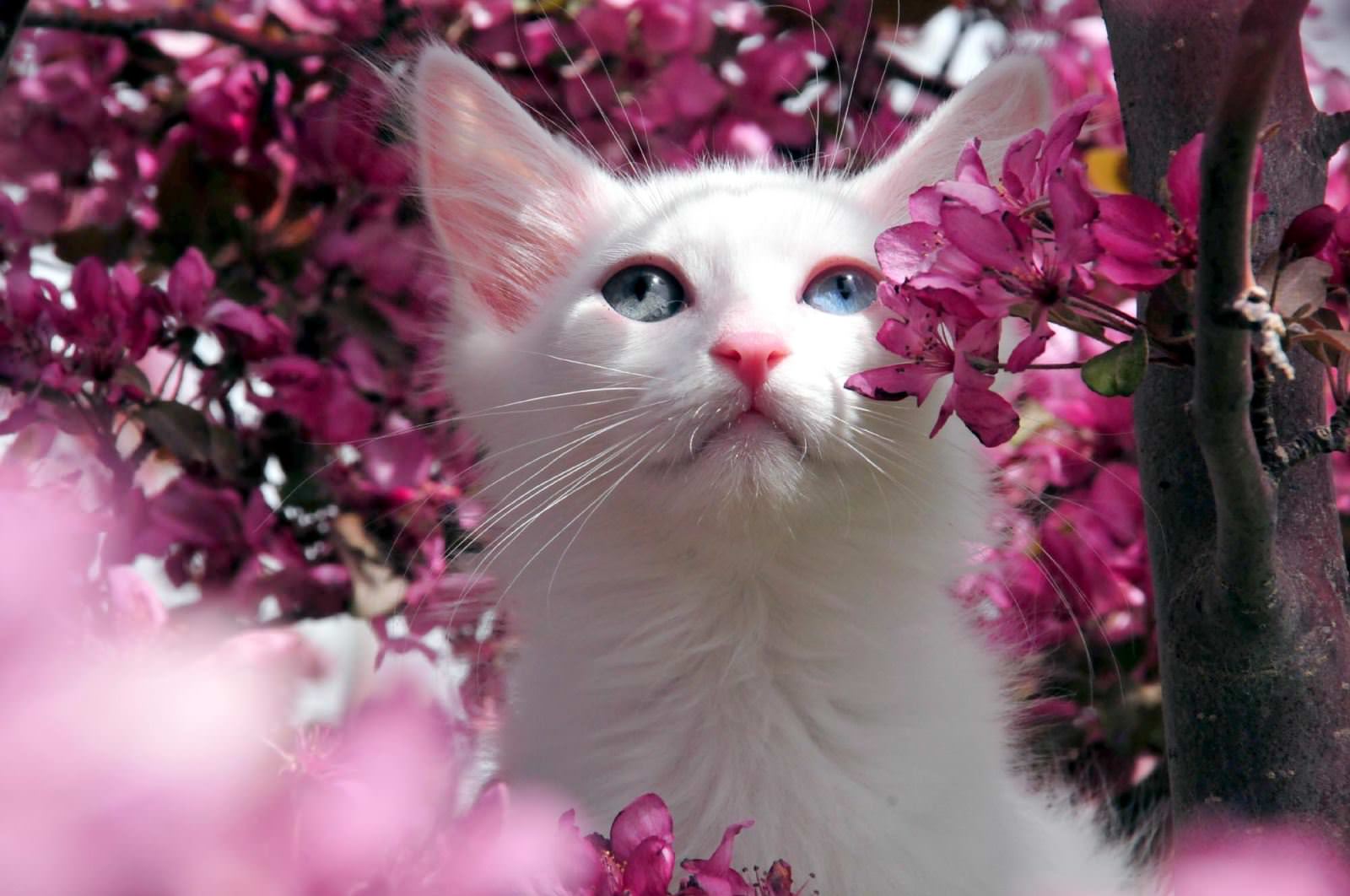 En Tatlı Kedi Resimleri Güzel Sözler