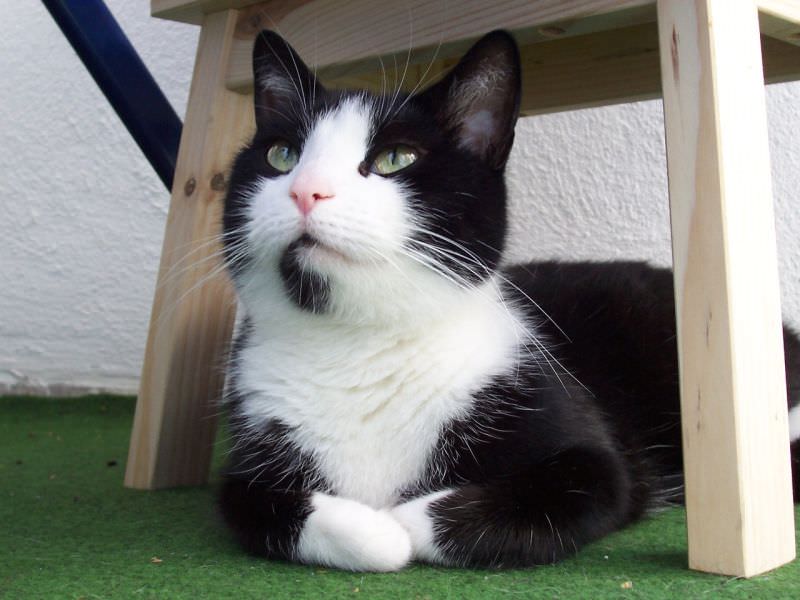 En Tatlı Kedi Resimleri Güzel Sözler